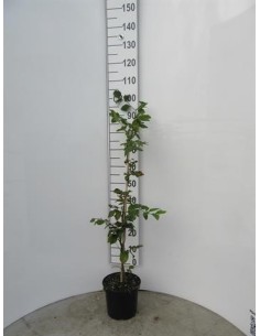 Fagus sylvatica Haya común en maceta 2L  Árbol caducifolio ornamental