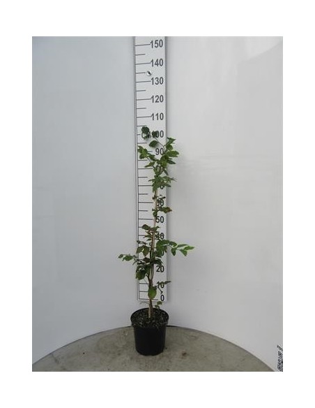 Fagus sylvatica Haya común en maceta 2L  Árbol caducifolio ornamental
