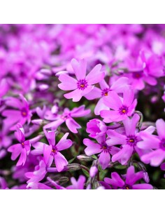 Phlox Subulata  Planta Perenne de Flores Vibrantes | Endanea Garden

