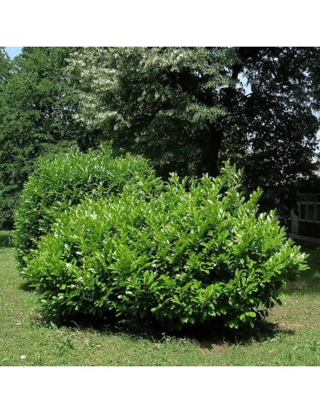 Prunus laurocerasus 'Etna'  Laurel Cerezo Ideal para Setos y Jardines