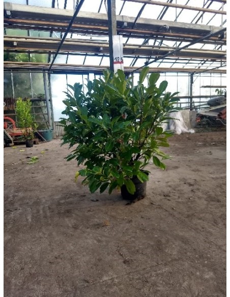 Prunus laurocerasus 'Rotundifolia'  Laurel cerezo ideal para setos y pantallas verdes | Endanea Garden