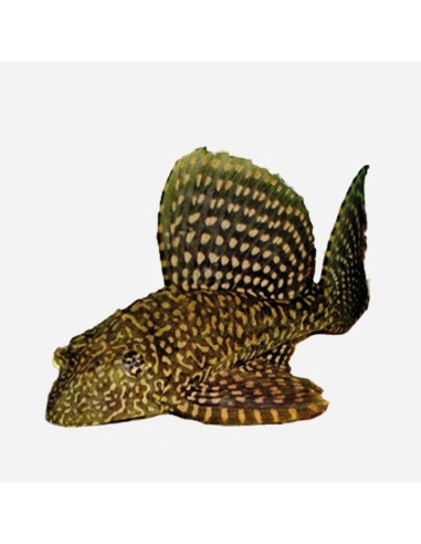 PLECOSTOMUS LEOPARDO 5-6CM - PTERYGOPLICHTHYS GIBBICEPS