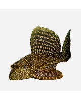 PLECOSTOMUS LEOPARDO 5-6CM - PTERYGOPLICHTHYS GIBBICEPS