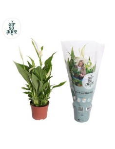 Spathiphyllum Pearl Cupido - Lirio de la Paz | Planta de Interior Purificadora