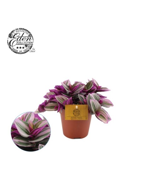 Tradescantia Albiflora Amor de Hombre planta interior fácil cuidado en Endanea Garden