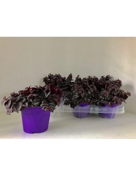 TRADESCANTIA PURPLE PASSION M12CM
