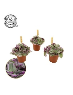 Tradescantia Sweetness Planta de Interior Hojas Vibrantes Fácil Cuidado