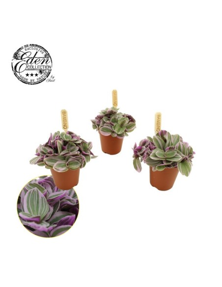 TRADESCANTIA SWEETNESS M10.5