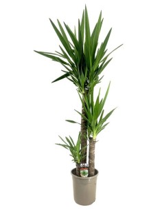 Yucca Jewel planta interior y exterior resistente y decorativa 140cm
