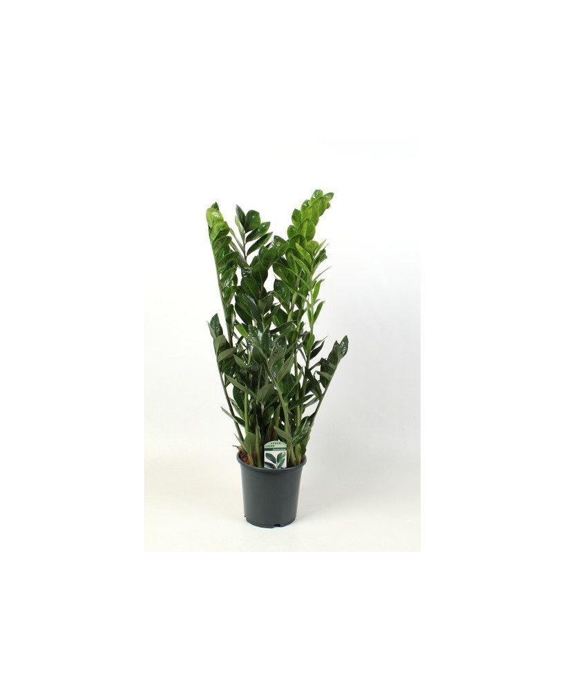 Zamioculcas Lucky Classic planta ZZ fácil cuidado planta de interior resistente