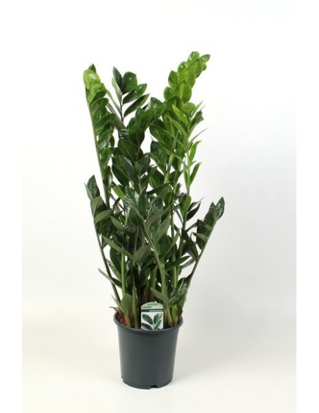 Zamioculcas Lucky Classic planta ZZ fácil cuidado planta de interior resistente