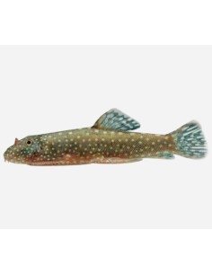 CHUPA ALGAS DE BORNEO 3-3.5CM