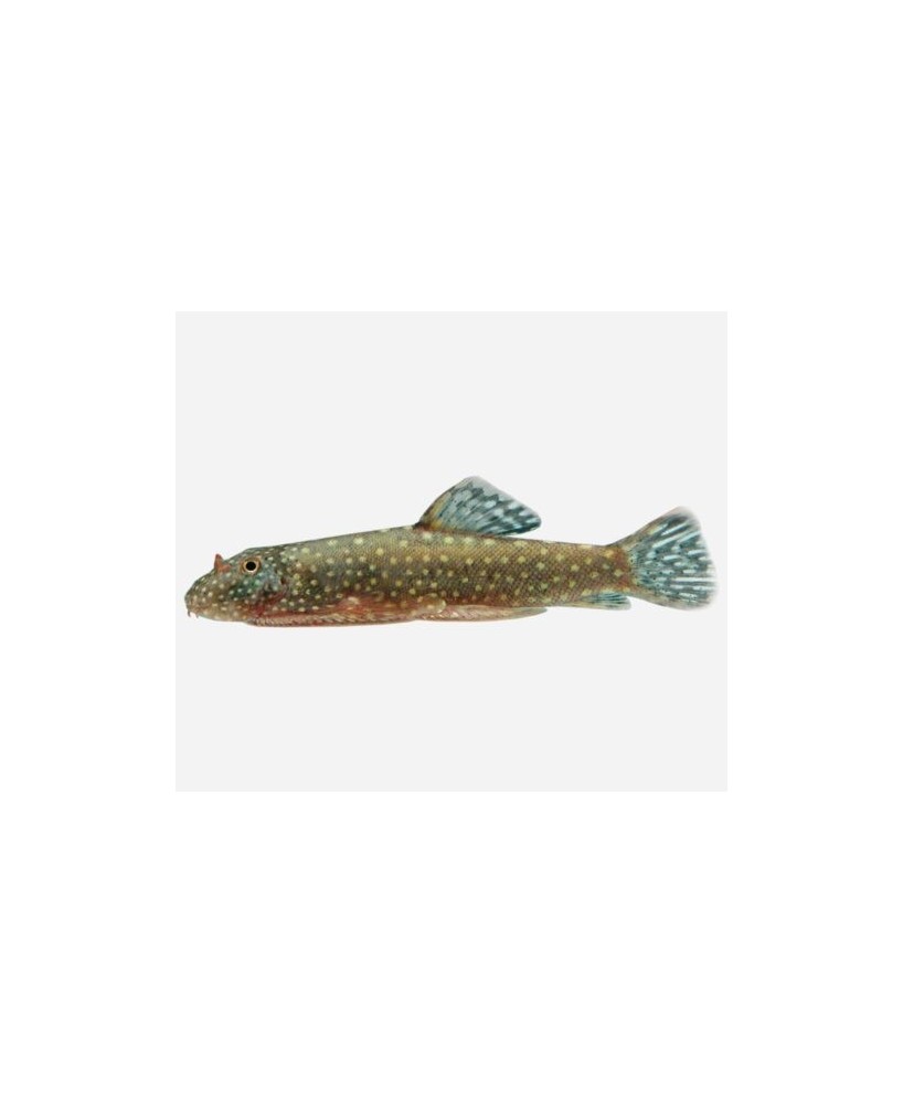 CHUPA ALGAS DE BORNEO 3-3.5CM