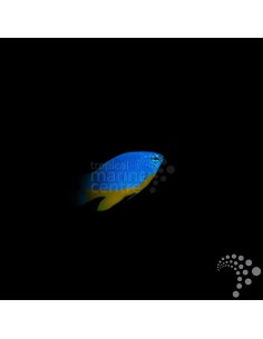 CHRYSIPTERA HEMICYANEA ME