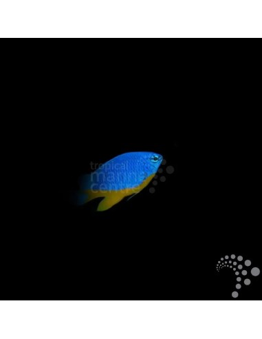 CHRYSIPTERA HEMICYANEA ME