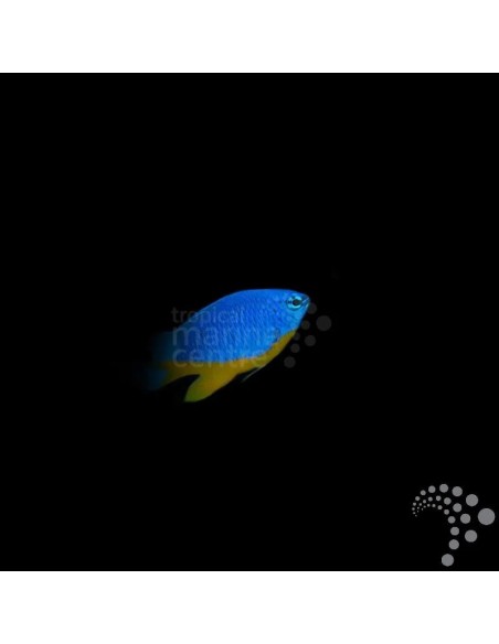 CHRYSIPTERA HEMICYANEA ME