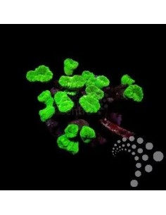 CAULASTRAEA SPP FRAG
