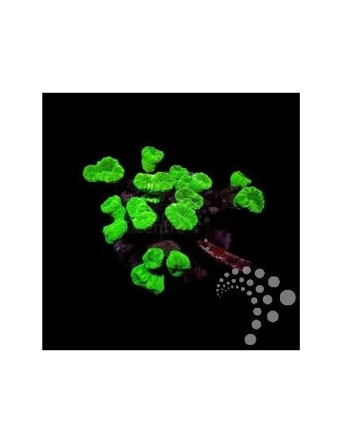 CAULASTRAEA SPP FRAG