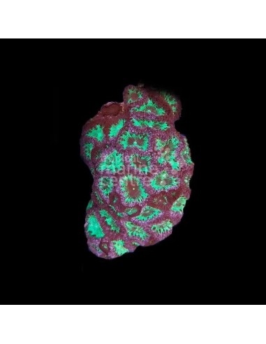 BLASTOMUSA SPP FRAG