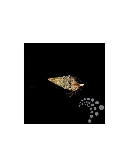 CALCINUS SPP. ME