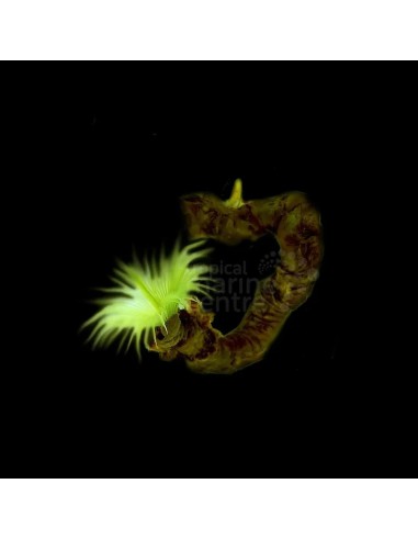 SABELLASTARTE SPP  ME