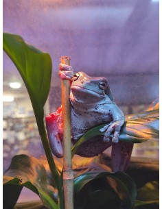 LITORIA CAERULEA NACIDA EN CAUTIVIDAD