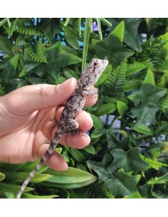 CHLAMYDOSAURUS KINGII joven