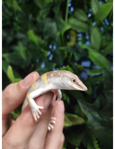 SCINCUS SCINCUS - PEZ DE ARENA