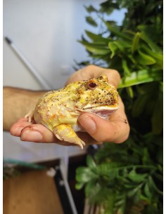 CERATROPHYS CRAMWELLI