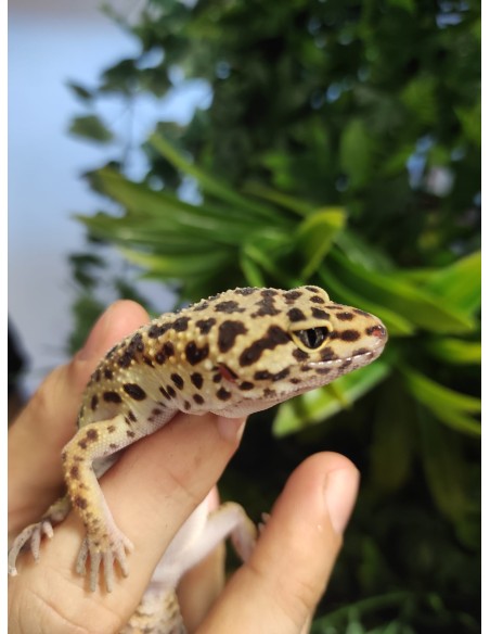 EUBLEPHARIS MACULARIS BABY