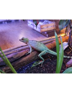 BASILISCUS PLUMIFROMS S