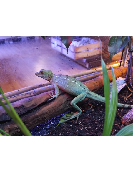 BASILISCUS PLUMIFROMS S