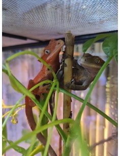 RHACODACTYLUS CORRELOPHUS CILIATUS C