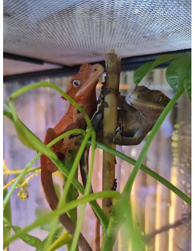 RHACODACTYLUS CORRELOPHUS CILIATUS C