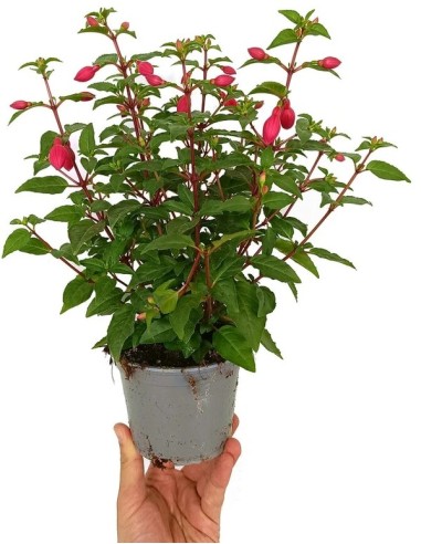 PENDIENTES DE LA REINA M12