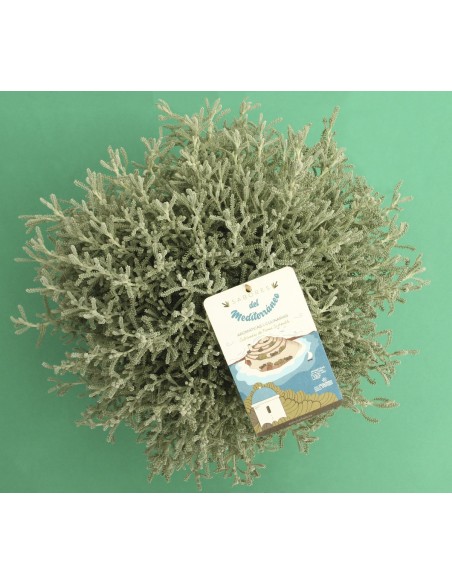 SANTOLINA CHAMAECYPARISSUS M13