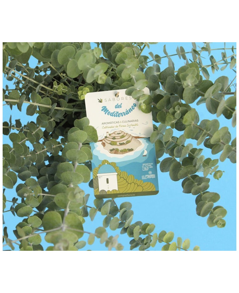 EUCALIPTO BABY BLUE EUCALYPTUS M17