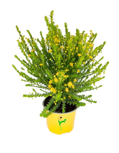 EURYOPS VIRGINEUS M14