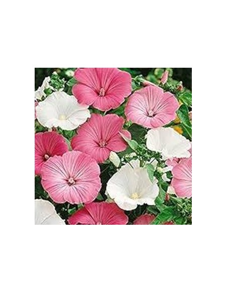LAVATERA MEZCLADO