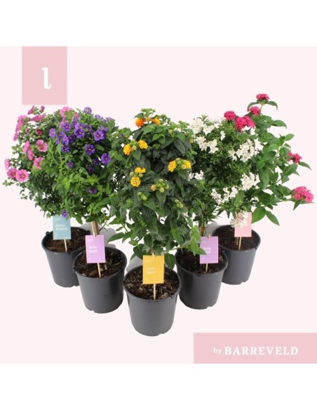 PATIO PLANTS M19CM