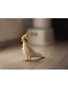 NINFA PAPILLERA, Nynohicus Hollandicus 2414/24039/24006/24043