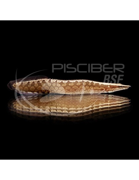 ANGUILA ESPINOSA MACROG. TAENIAGASTER 10-12CM