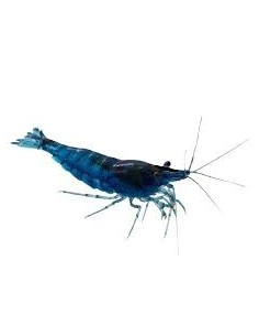 GAMBA AZUL VELVET 1.5CM