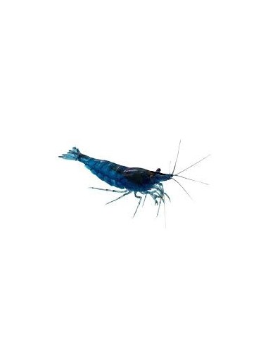 GAMBA AZUL VELVET 1.5CM