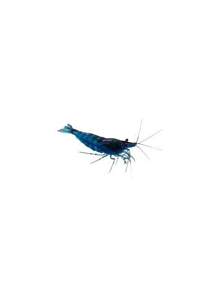 GAMBA AZUL VELVET 1.5CM