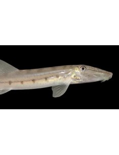 BOTIA CARA CABALLO 10-12 CM