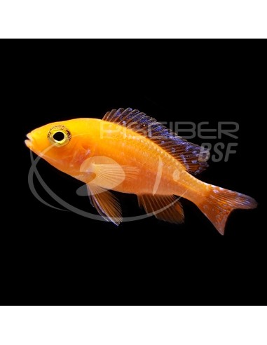 AULONOCARA SURTIDO SUPER COLOR 4-5CM