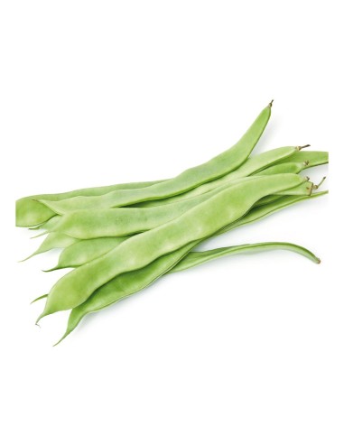 JUDIA PLANA ENRAME PACK 6