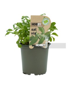 SALVIA PACK 1 ECO