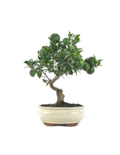 Bonsái Citrus Myrtifolia Mistral 12 años | Naranjo Amargo Compacto | Endanea Garden